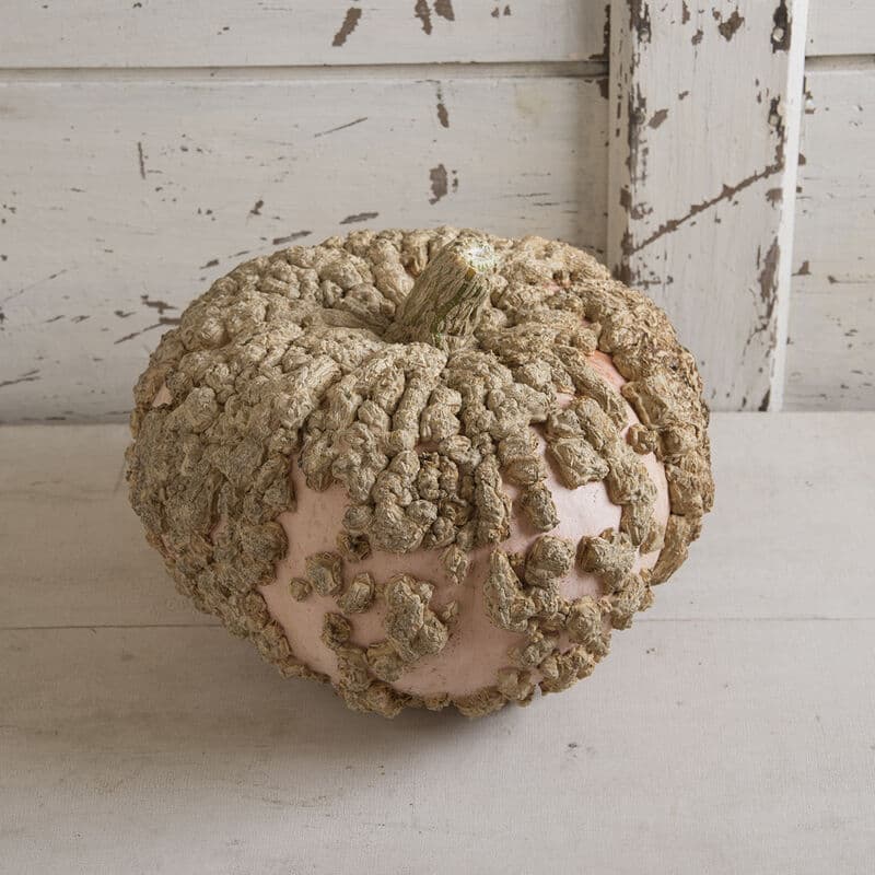 Galeux d’Eysines pumpkin — salmon-pink and covered in peanut-shaped warts