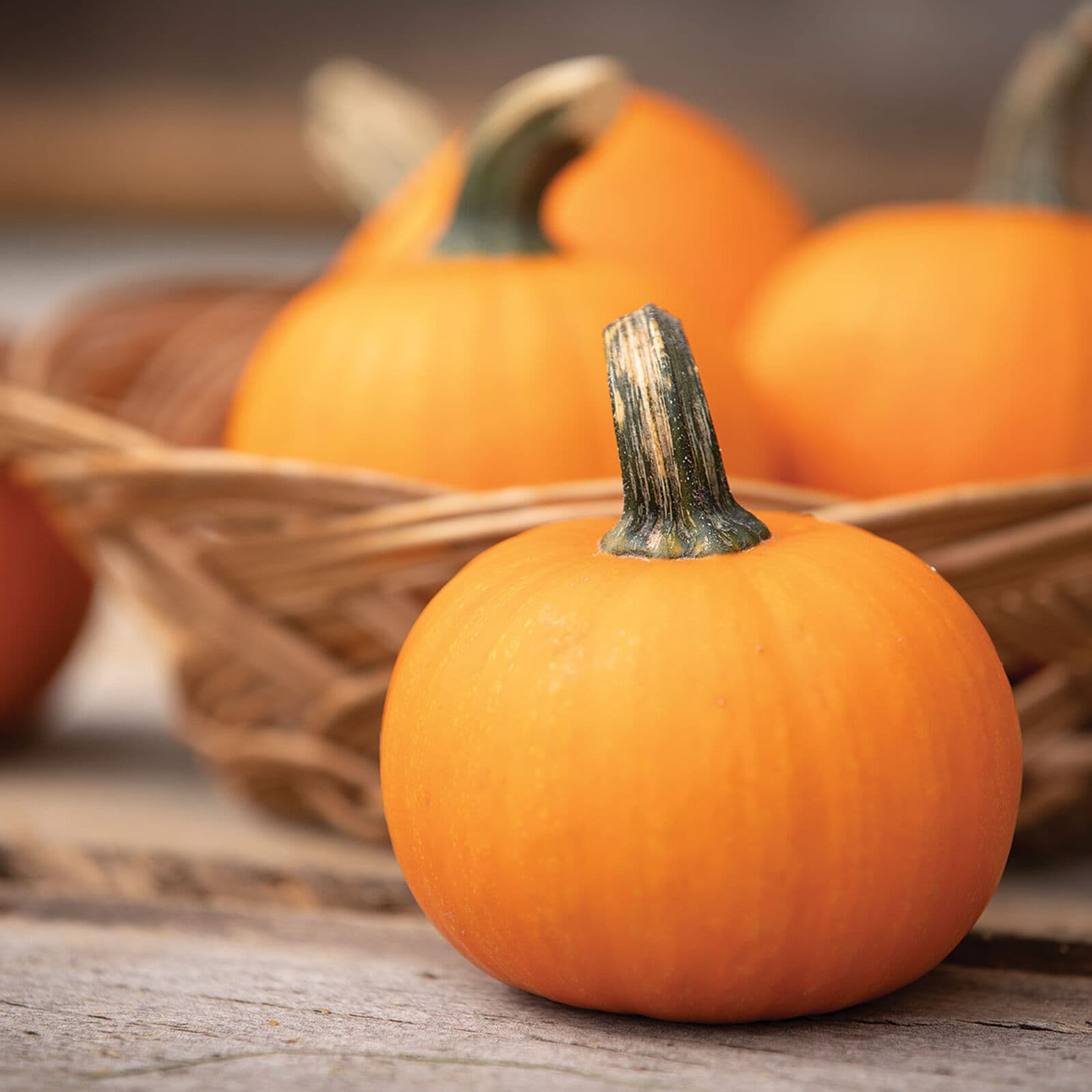 Jack Be Little pumpkin β a flattened orange miniature about the width of a fist