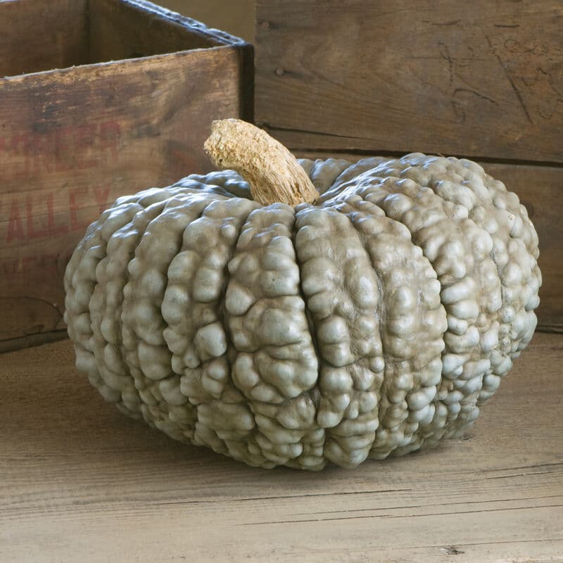 Marina di Chioggia pumpkin — sea-green and heavily warted, turban-shaped